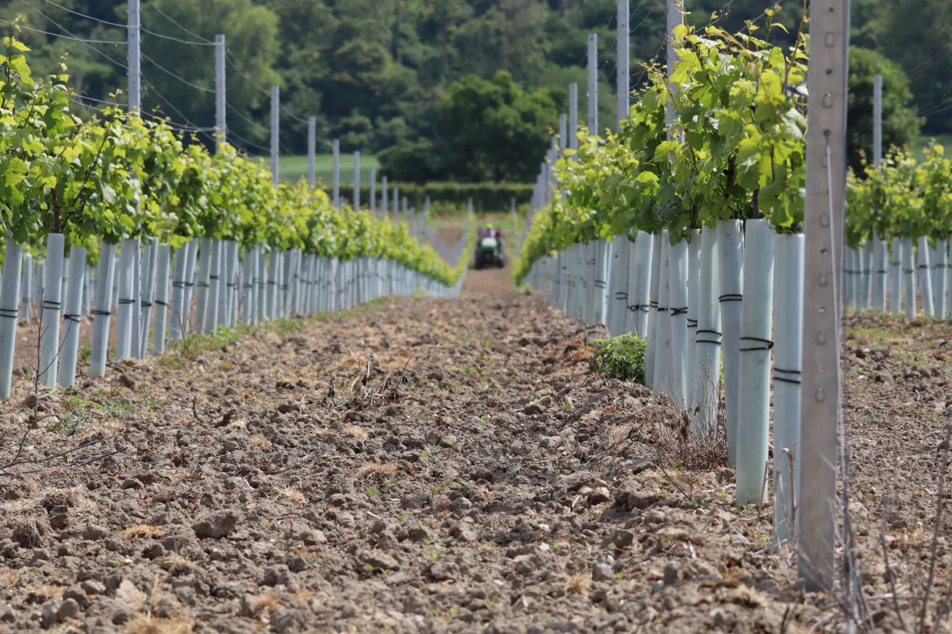 Burcombe Estate Vinery paddock management